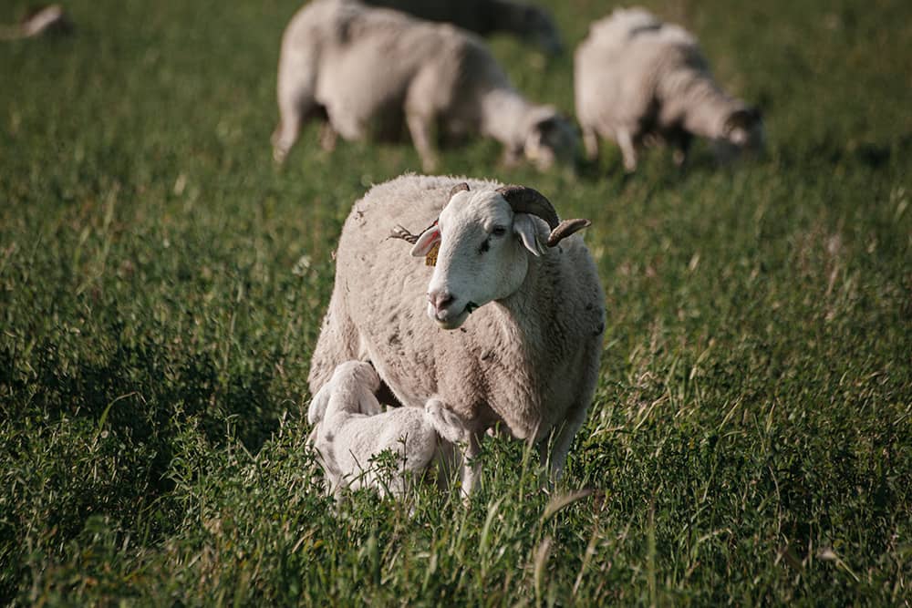 Brebis allaitant son agneau